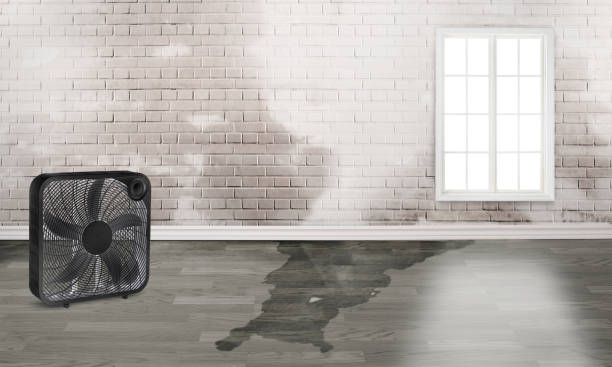 Best Water damage cleanup near me  in Rson, CA